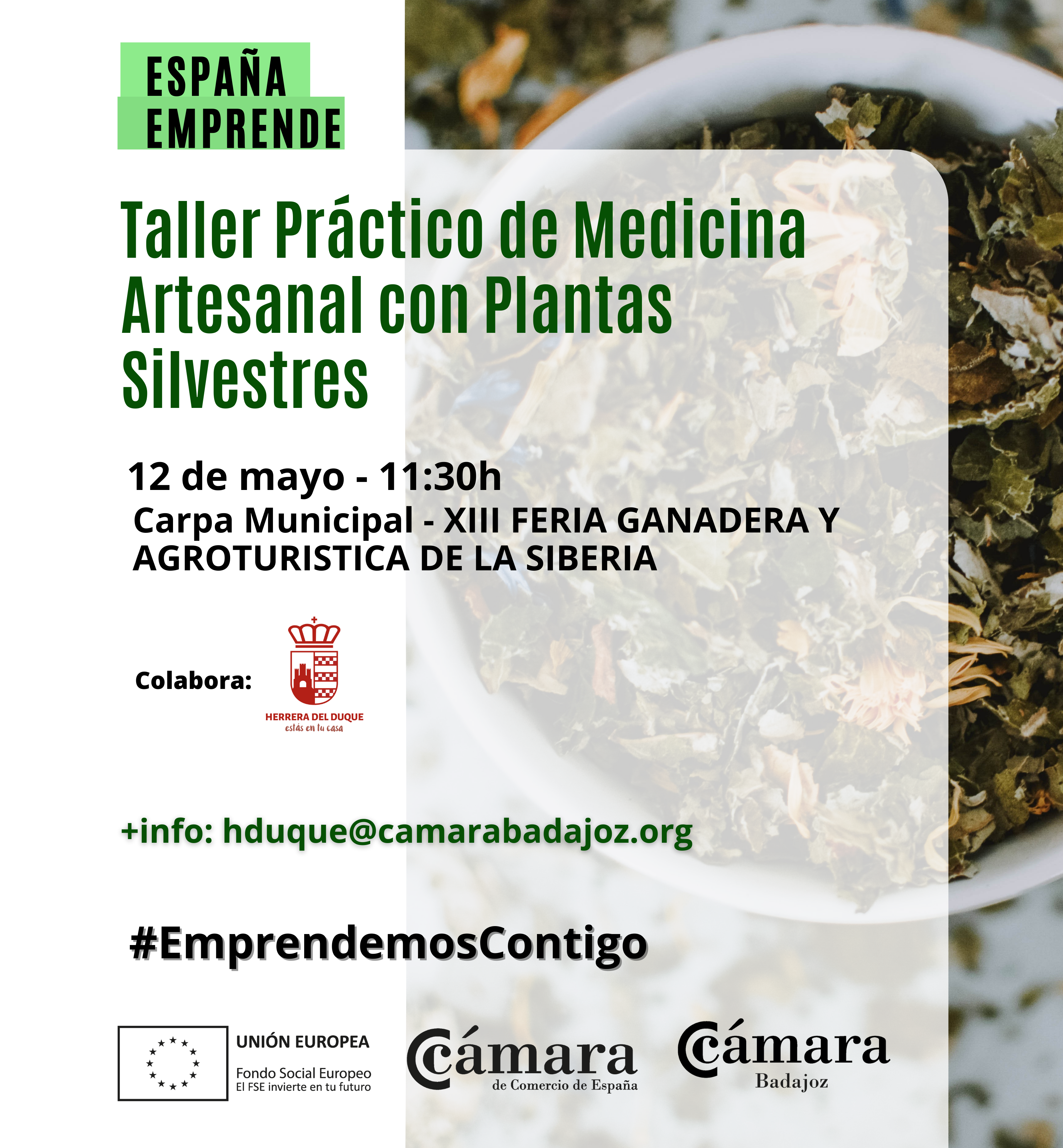 TALLER PRÁCTICO ESPAÑA EMPRENDE: Medicina Artesanal con Plantas Silvestres