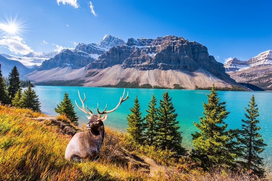 Análisis de mercados: Canadá