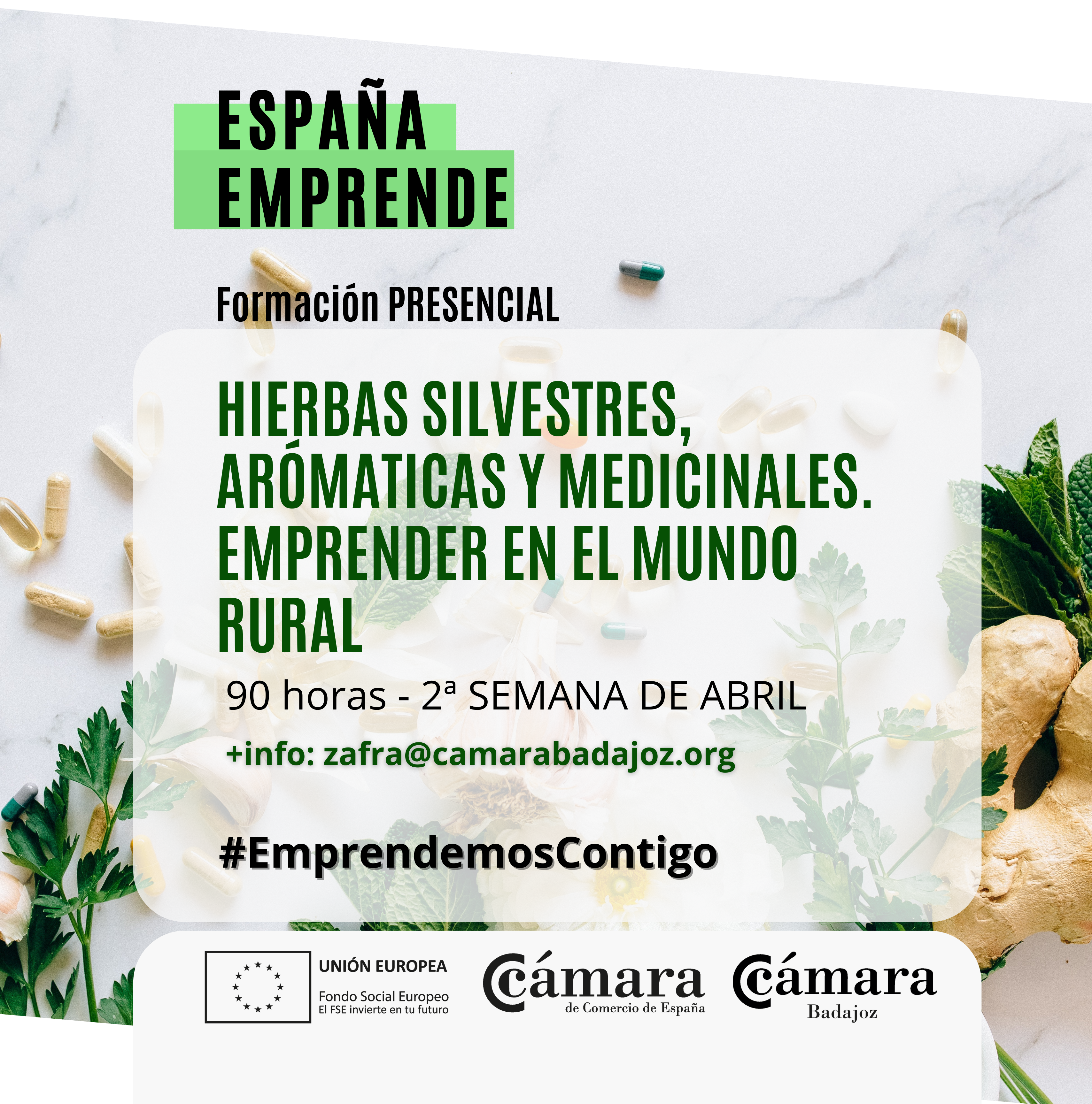 CURSO ESPAÑA EMPRENDE: HIERBAS SILVESTRES, ARÓMATICAS Y MEDICINALES. EMPRENDER EN EL MUNDO RURAL